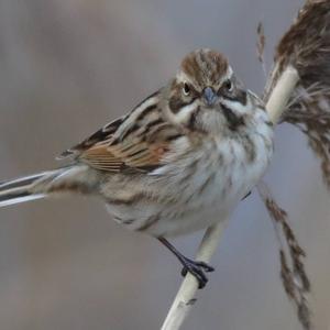 Reed Bunting