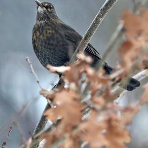 Eurasian Blackbird