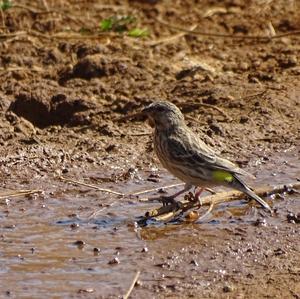 Black-headed Canary