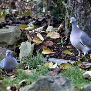 Stock Dove