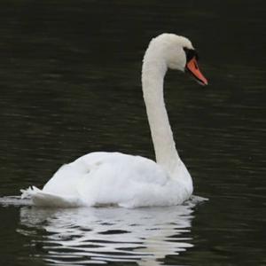 Mute Swan