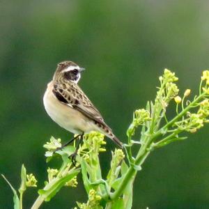 Whinchat