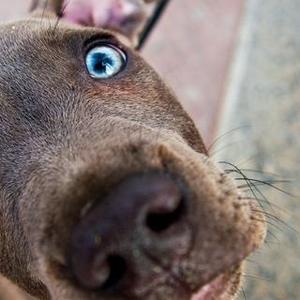 Weimaraner