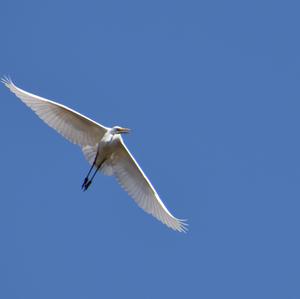 Great Egret