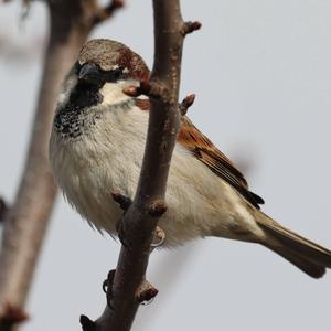 House Sparrow