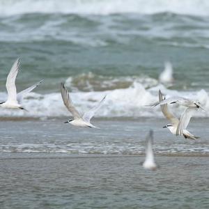 Sandwich Tern