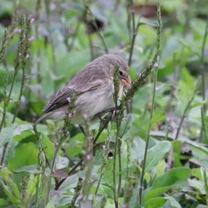 Large Tree-finch