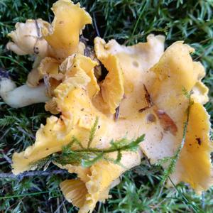 Chanterelle, Common