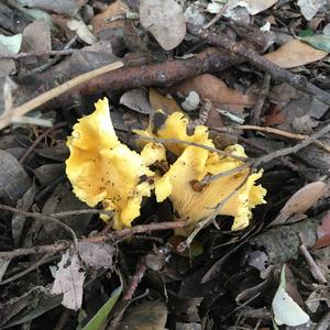 Chanterelle, Common