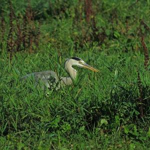 Grey Heron