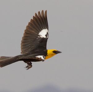 Yellow-headed Blackbird