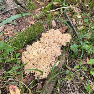 Eastern Cauliflower Mushroom