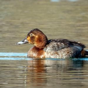 Common Pochard