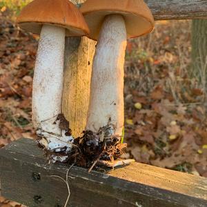 Orange Birch Bolete