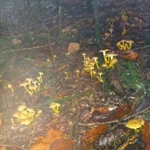 Trumpet Chanterelle