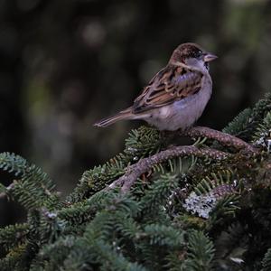 House Sparrow