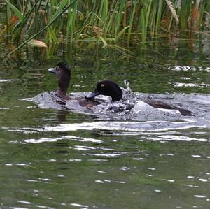 Tufted Duck