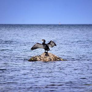 Great Cormorant