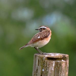 Whinchat