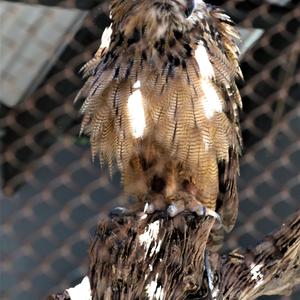 Eurasian Eagle-owl