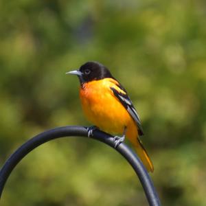 Baltimore Oriole