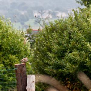 Red-legged Partridge