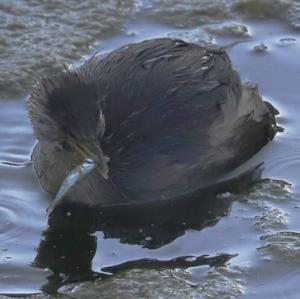 Little Grebe