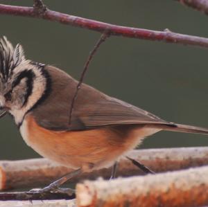 Crested Tit