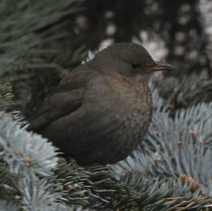 Eurasian Blackbird