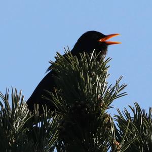 Eurasian Blackbird