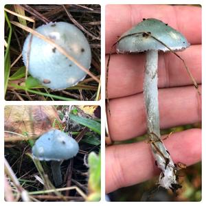 Blue-green Stropharia