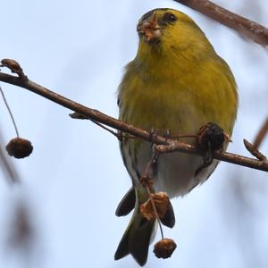 Eurasian Siskin