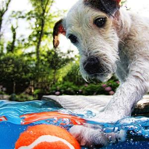 Jack Russell Terrier