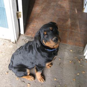 Rottweiler