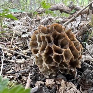 Yellow Morel