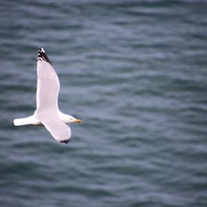 Herring Gull