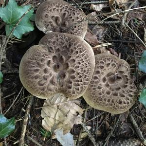 Shingled Hedgehog