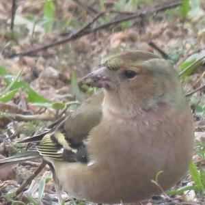 Eurasian Chaffinch