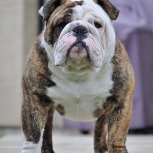 Englische Bulldogge