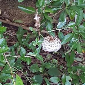 Garden Parasol