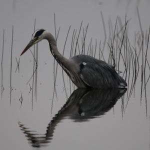 Grey Heron