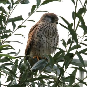 Common Kestrel