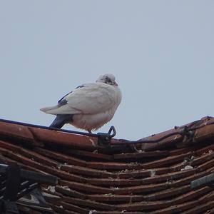 Unknown Species