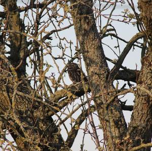 Little Owl