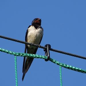 Barn Swallow