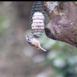 Crested Tit