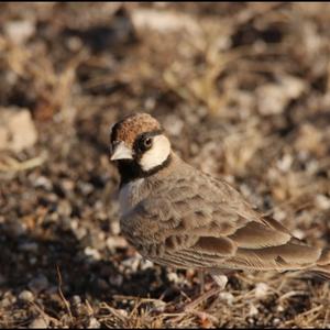 Fischer's Sparrow-lark