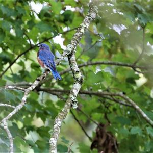 Eastern Bluebird