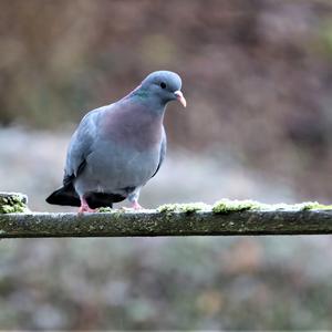 Stock Dove