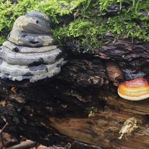 Red-belted Polypore